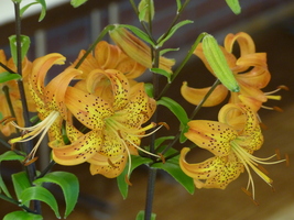 Foto: Dr. Peter Müller